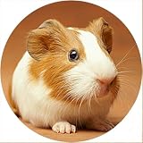 Gift Boxed Set of 2 58mm Fridge Magnets Animal Photo Guinea Pig 2 and a Quality English Pewter Badge