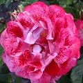 ROSE MY MUM-Superb MOTHERS DAY Plants & Flower Gift For Mum,Mom,Mother,Gran,Grandma