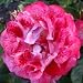 ROSE MY MUM-Superb MOTHERS DAY Plants & Flower Gif