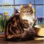 Maine Coon Cats 2008 Square Wall Calendar