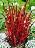 Tropica - Gräser und Bambus - Japanisches Blutgras (Imperata cylindrica `Red Baron`) - 50 Samen