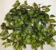 24" Acuba Foliage Ledge Garden
