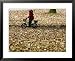 Ein Kind Radelt Am Dienstag, 8.November 2005, Zwischen Dem Herbstlaub Associated Pres...