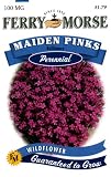 Ferry-Morse Perennial Flower Seeds 1077 Maiden Pinks 100 Milligram Packet