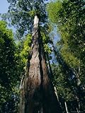 Primary Lowland Rainforest, Lambir Hills National Park, Sarawak, Island of Borneo, Malaysia, Asia Art Photographic Poster Print by Jane Sweeney, 9x12