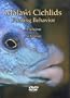 Malawi Cichlids Feeding Behavior, A Seminar by Ad Konings