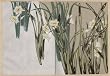 Korin Furuya, Patterns of Plants and Flowers from Nature