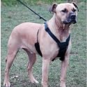 Non Pull Dog Harness - Stop Your Dog Pulling - Medium