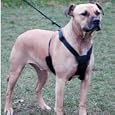 Non Pull Dog Lead and Harness