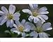 Photographic Prints of ME-1283 Field MOUSE-EAR - flowers, in Spring from Ardea Wildlife Pets