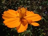 Cosmos Sullphur Mix. 700 Seeds in Each Packet of Seeds with Free Shipping - B000Q834GI
