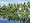 The Backwaters Near Kumarakom, Kerala State, India, Asia Photographic Poster Print by Jenny Pate, 24x32