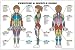 Exercise and Muscle Guide (Female)