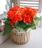 6�F����I�ׂ郊�[�K�[�X�o�X�P�b�g�u�I�����W�v�y���������z