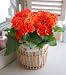 6�F����I�ׂ郊�[�K�[�X�o�X�P�b�g�u�I�����W�v�y���������z