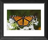 Framed Prints of JZ-2729 Wanderer / MONARCH / Milkweed Butterfly from Ardea Wildlife Pets