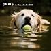 Dog Photo Contest Calendar