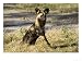 African Hunting Dog, Male Resting after Hunt, Okavango Delta, Botswana Photographic Poster Print by Mike Powles, 16x12