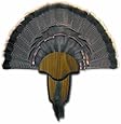 H.S. Strut Turkey Tail & Beard Mounting Kit by Hunter's Specialties