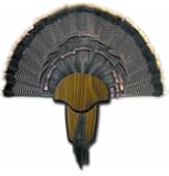 H.S. Strut Turkey Tail & Beard Mounting Kit by Hunter's Specialties