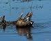 Male Blue-winged Teal
