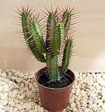 Red Spined African Milk Bush Cactus - Euphorbia