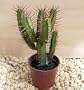 Red Spined African Milk Bush Cactus - Euphorbia