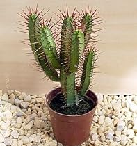 Red Spined African Milk Bush Cactus - Euphorbia