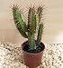 Red Spined African Milk Bush Cactus - Euphorbia