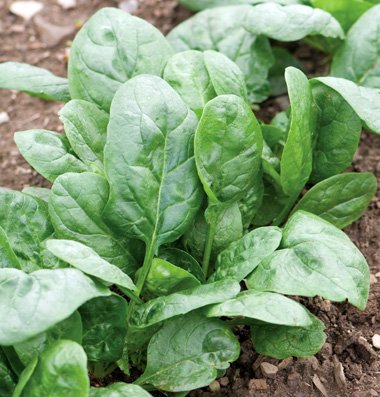 David's Garden Seeds Spinach Corvair DA2571GH (Green) 500 Organic Hybrid Seeds