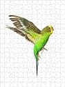 Jigsaw of Budgerigar - in flight from Ardea