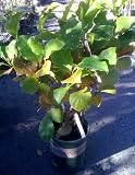 Flowering Magnolia Tree "Randy" One Gallon by Monrovia Growers