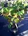 Flowering Magnolia Tree "Randy" One Gallon by Monrovia Growers