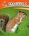 Squirrels (British Wildlife)