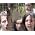 Thumbnail image of Múm