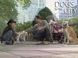Dogs In The City: Don't Give Me The Drool