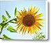 Mr.Sun King Canvas Print / Canvas Art - Artist Arthur Bohlmann