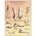 3B Scientific Glossy Paper Deformities of The Feet Anatomical Chart