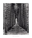 Red Pines, Empire, Michigan - Artist: Monte Nagler - Art Print Poster Size: 20.00 by 24.00 inches