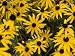 Group of Black Eyed Susans Bloom in a Cluster Photographic Poster Print by Taylor S. ...