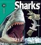Sharks (Insiders)