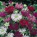 Monarda Didyma - Bee Balm Mix - 500 Seeds