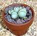 Alien Mimicry Living Stone - Easy to grow/Hard to kill!