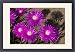 Framed Prints of ASW-4524 Shrubby Mesemb flowers from Ardea Wildlife Pets
