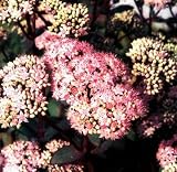Matrona Stonecrop - Sedum - Very Hardy - Potted