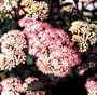 Matrona Stonecrop - Sedum - Very Hardy - Potted