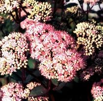 Matrona Stonecrop - Sedum - Very Hardy - Potted