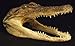 Genuine Alligator Head 7-8 Gator New Orleans Bayou