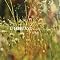 Ambient Music Classics