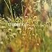 Ambient Music Classics